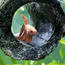Read reviews from world's largest community for readers. Creativepetkeeping On Twitter Sunny Is More Of A Dog Then Fish Sometimes I Gave Him A Betta Log And Now He Sleeps There Everynight So Cute Bettafish Bettaofinstagram Veiltailbetta Creativepetkeeping Bettausa Https T Co Xdarfk7d9k