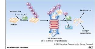 Cells are constantly building proteins to perform all kinds of different tasks inside a cell. Molecular Pathways Targeting Proteasomal Protein Degradation In Cancer Clinical Cancer Research