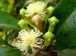 Cloves Cloves Spices Syzygium Aromaticum Spice Tanaman Obat Tanaman Flora