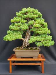 Clasificados de puerto rico bonsai bonsai variedad de tamaños, especies y precios juniper, nia, ucarillo, ficus, gmelina,corona de cristo, fukien té, cerizo, pitanga, limoncillo y mas arboles plantas. 2020 Tree Of The Year Contest Bonsai Bci