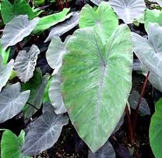 Check spelling or type a new query. Colocasia Esculenta Black Magic At San Marcos Growers