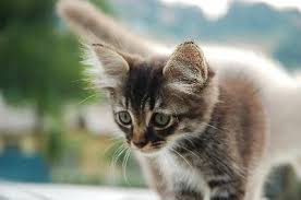 It can often be smelled from up to 10. Will A Cat Stop Spraying After He S Neutered