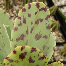 Image result for Kalanchoe marmorata