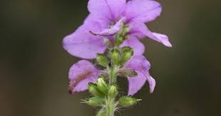 Image result for Syncolostemon canescens