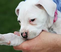 Your puppy won't learn to stop biting and her behavior will just continue. Help My Puppy Won T Stop Biting Me