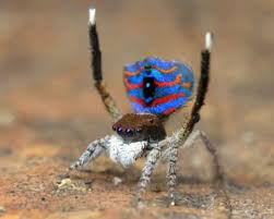 Nicknamed sparklemuffin and skeletorus for their gorgeous markings, these striking arachnids are are two new species of peacock spiders peacock spiders, which measure 0.1 to 0.3 inches in size, are known for their vivid markings and flamboyant dance rituals used to try to attract mates. Peacock Spider