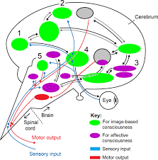 It fills the anterior and posterior chambers of the eye (between the lens and the cornea), providing nourishment and waste removal. Debunking A Myth Plant Consciousness Springerlink