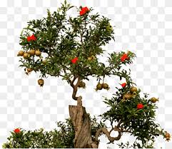 From heavy clay, black loam, lime rich soils, dry rocky hillsides to sandy soil, the pomegranate will grow almost anywhere. Pomegranate Tree Png Images Pngwing