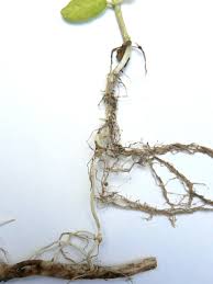 Image result for Stachys aculeolata