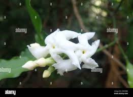 Image result for Tabernaemontana ventricosa