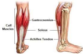 Gastrocnemius Muscle: Anatomy