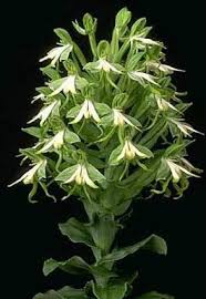 Image result for Bonatea pulchella