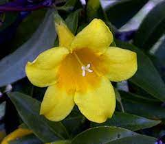 In upstate south carolina and many other parts of the country, there is a major blooming season. South Carolina State Flower