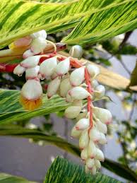 Maybe you would like to learn more about one of these? Https Www Captivasanibel Com 2011 06 16 What S Blooming Shell Ginger Varigated