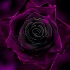 With regal richness, this lavish color creates an auspicious dignity at your event, filling it with a uniquely bold and refined intensity. Deep Purple Rose Purple Roses Purple Rose Wallpaper Dark Purple Roses