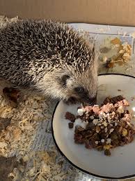 Igel Hugo Unser Kleiner Schutzling Auf Zeit Pomponetti Igel Futtern Igel Vogelfutterstation