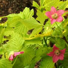 Image result for Rubus pinnatus