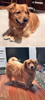 This should be a very friendly and kind dog. 40 Times Corgis Mixed With Other Breeds And The Result Was Absolutely Pawsome Golden Retriever Corgi Mix Corgi Golden Retriever Golden Retriever