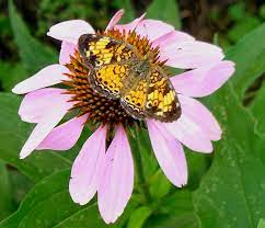 Maybe you would like to learn more about one of these? Butterfly Pollination