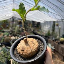 Image result for Raphionacme globosa