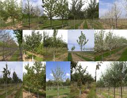 Beim pflanzen eines obstbaums gibt es so einiges zu beachten. Versandhandel Fur Grosse Obstbaume