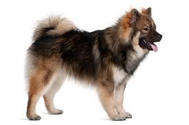 The search tool above returns a list of breeders located nearest to the zip or postal code you enter. Eurasier Dog Breed Information American Kennel Club