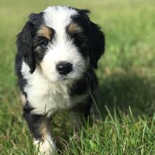 This handsome f1 standard bernedoodle puppy is looking for a furever family! Bear Paws Bernedoodles Home