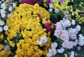Chrysanthèmes adaptés aux climats froids – Jardinier paresseux