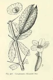 Image result for Catophractes alexandri