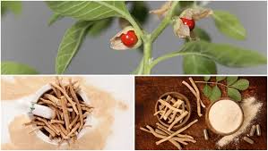 Image result for Withania somnifera