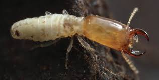 Image result for Emiliella zambiensis