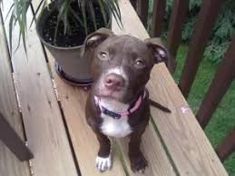 Adopt Phillipa On Petfinder Cute Animals Dog Adoption Little Dogs