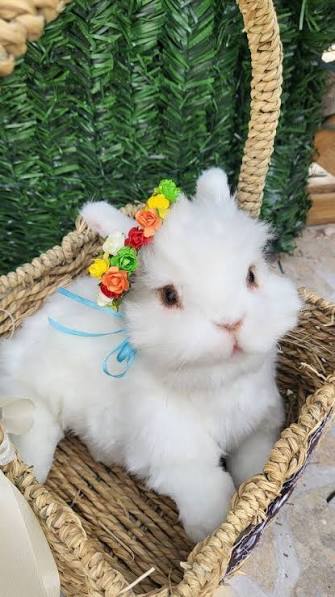 Snowball