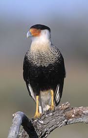 Black And White Hawk Eagle Texas Caracara Genus Wikipedia The Free Encyclopedia Pet Birds Birds Of Prey Beautiful Birds