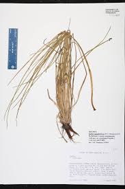 Image result for Isoetes alstonii