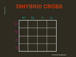 Some of the worksheets displayed are dihybrid cross, chapter 10 dihybrid cross work, dihybrid cross work, punnett squares dihybrid crosses, work dihybrid crosses, dihybrid cross name, work monohybrid crosses, monohybrid cross work. Joke Of The Day 1 Ratio A Comparison