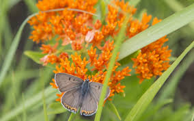Plant This Not That Plants Native Plants Milkweed Plant