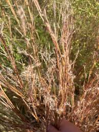 Image result for Schizachyrium