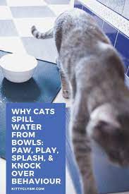 Why Cats Spill Water From Bowls Paw Play Splash Knock Over Behaviour Cats Cat Problems Cat Playing