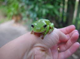 Frogs And Toads Maxizoo That is exactly what this terrestrial frogs are notoriously easy to care for, they include species like toads and other mostly. frogs and toads maxizoo