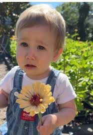 Zinnias: The Ultimate Cut Flower for Lazy Gardeners