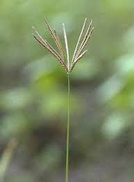 Image result for Chloris