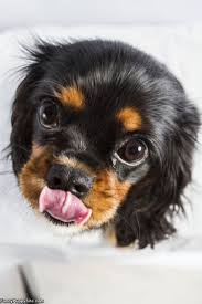 Black And Tan Cavalier King Charles Cavalier King Charles Spaniel Black And Tan Puppy With Images King Charles Spaniel Charles Spaniel Cavalier King Charles
