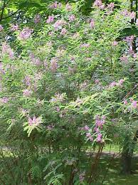 Image result for Indigofera kuntzei