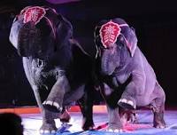 Loomis Bros Circus