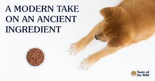 Ancient Grains In Pet Food Focus On Sorghum Taste Of The Wild