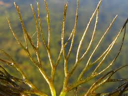 Image result for Ceratophyllum submersum