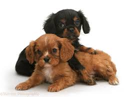 Black And Tan Cavalier With White Http Www Warrenphotographic Co Uk Photography Bigs 26202 King Charles Pups White Background Jpg King Charles Cute Little Puppies Pup