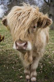 Cow With Long Hair Over Its Face Scottish Borders Scotland Canvas Art John Short Design Pics 12 X 19 Walmart Com In 2020 Cute Baby Animals Cute Animals Animals