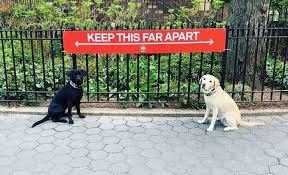 We did not find results for: Not Only People Respect Social Distancing Rules Animals Are Also Following The Recommendation Of Who In Order To Stop Spreading The Coronavirus Pandemic 20 Funny Pictures